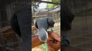 Timneh grey parrot hand tameing birds birdsparkhambanthota [upl. by Reine652]