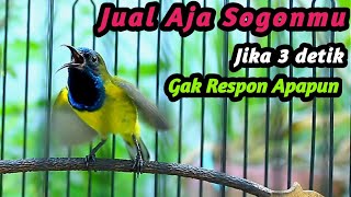 PENAIK EMOSI SOGON GACOR PASTI NYAUT PANCINGAN SOGON TROTOL JANTAN IJOAN CEPAT GACOR NGKLEPER [upl. by Eselahc79]