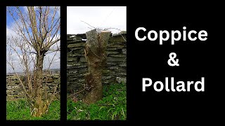 Coppice and pollard How and why [upl. by Tailor151]