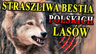 Rosnąca Liczba WILKÓW w Polsce  Bać się Strzelać Pokochać [upl. by Ofloda]