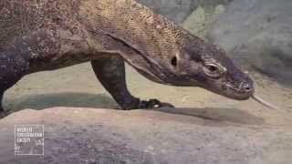 Komodo Dragons at the Bronx Zoo [upl. by Dole426]