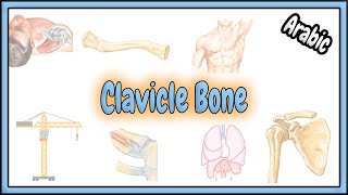 2 Clavicle Bone Anatomy  تشريح عظم الترقوة [upl. by Aubine]