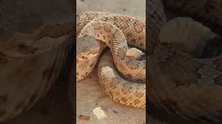 rattlesnake rattlesnakes facts wildlifekingdom zoo animalkingdomfacts wildlife zooanimals [upl. by Akital]