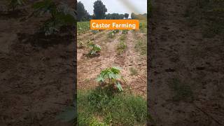 Castor Farming farmingandigrowit [upl. by Marne201]