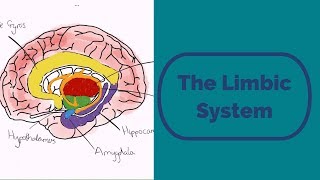 The Limbic System [upl. by Ihcelek]