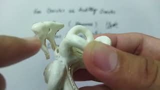 Ear Bones Or Ear Ossicles Or Auditory Ossicles Bony Features and Joints UrduHindi [upl. by Fae]