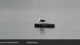 Mollymawk in Sylt [upl. by Anirret]