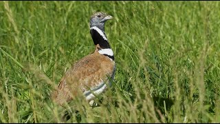 outarde canepetière et oedième criard [upl. by Juakn]