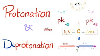 Peptides and Peptide Bonds  Amino Acids Dipeptides Oligopeptides Polypeptides  Biochemistry [upl. by Ummersen]