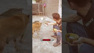 Este Perro Rechazó un Trozo de Pollo y lo Que Hizo Después Te Sorprenderá 😮 [upl. by Enohsal998]