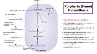 Porphyrins  Heme b Biosynthesis and its Regulation [upl. by Ardnola123]