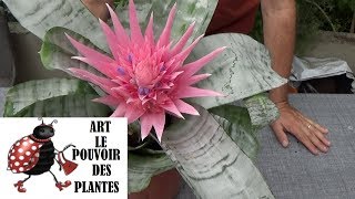 Conseils jardinage Aechmea fasciata Arrosage et entretien  division Vase dargent Plante verte [upl. by Davide]