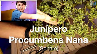 Junípero Procumbens Nana [upl. by Gargan]