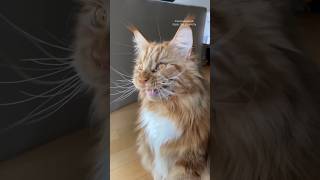 ekekekkekkek 🦁 gorgeous maine coon cat chirping [upl. by Learrsi525]