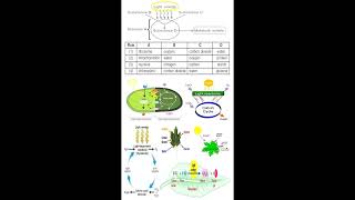 Photosynthesis Substances and Equation geneticteacher [upl. by Eseneg]