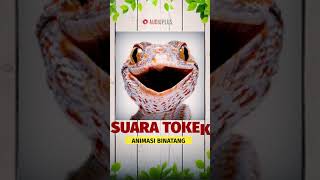 SUARA TOKEK [upl. by Salvay]