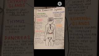 The Most Important Endocrine System For Nurses Nursing Study Tips [upl. by Ramah]