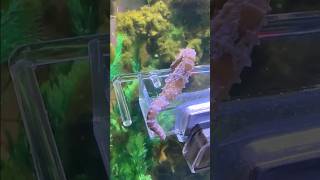 Seahorse Beauty at the Feeding Station seahorse natureathome aquarium [upl. by Angid197]