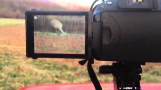 Sandhill crane at Middle Creek PA raw video [upl. by Emoraj259]