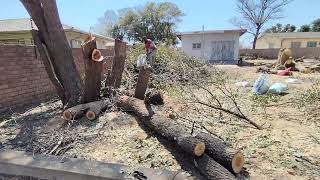 Day 2 in the Permaculture Food Forest Mopani and Spekboom as a tree fodder for sheep and cattle [upl. by Ambros]