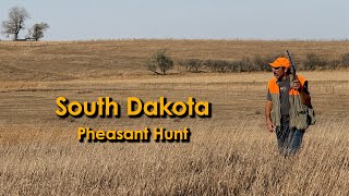 South Dakota Pheasant Hunt  Birds In the Wind and Heat [upl. by Piotr18]