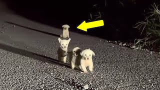 The four puppies lined up begging to be rescued from the coyotes [upl. by Gotthard606]