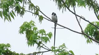 Pin Tailed Whydah [upl. by Rashidi]