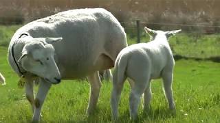 Schapen en lammetjes de wei in lange versie [upl. by Bradleigh876]