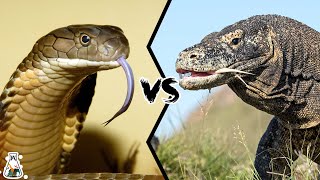 KING COBRA VS KOMODO DRAGON  Who Will Win [upl. by Apthorp]