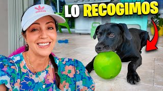 El Día que Recogimos a Tito de la Calle ♥ Sandra Cires Vlog [upl. by Avrit]