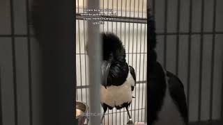 Talking Pied Crow Bird Mimics Human Speech [upl. by Aserahs]