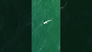 Beautiful Bonnethead Shark in the dark green tidal outflow from the nearby Inlet [upl. by Waynant321]