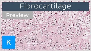 Fibrocartilage location and tissue function preview  Human Histology  Kenhub [upl. by Eiclehc]