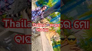 Thailand 🇹🇭 ରେ ମୋ ବାଘ ଧରା 😎😎thailand bangkok tiger s s linky blogs [upl. by Amerigo]