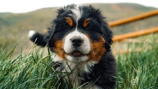 Meet our 8 Adorable Bernese Mountain Dog Puppies 7 weeks old [upl. by Nyladnor]