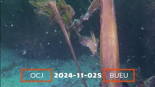 20241102S OCJ BUCEO EN BUEU [upl. by Box]