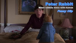 Peter Rabbit  Peters traps  Funny scene [upl. by Lichtenfeld697]