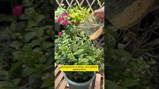 Plant care tips  DIY home remedies for plant growth  Homemade fertilizer for plants gardening [upl. by Acinet]