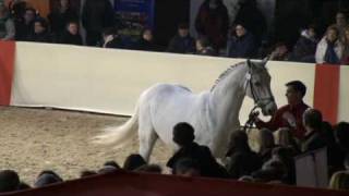 ♂ Modesto jumping stallion KWPN by Grandeur [upl. by Hildagarde]