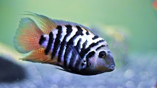 Get Convict Cichlids Heres Why [upl. by Zingale]