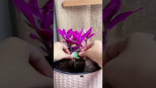 Techniques planting pruning flowers in pot so beautiful flower plants diy gardenplants [upl. by Davena]