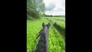 Accouplement de cheval horse lanimal le plus intelligent 🧠 du monde vu viral [upl. by Tenenbaum]