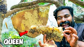 Dangerous Bee Hive Exploration Adventure  തേനീച്ച മടയിൽ വിരുന്നിന് പോയപ്പോൾ  M4 Tech [upl. by Tuhn]