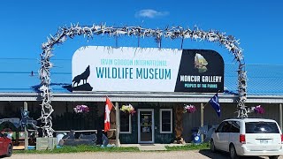 Irvin Goodon Wildlife Museum  Boissevain Manitoba [upl. by Anegroeg819]