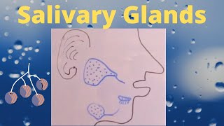 Salivary Glands [upl. by Melly]