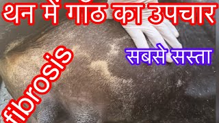 Treatment of fibrosed mastitis l udder fibrosis in cow l थन की गाँठ का उपचार l dr umar khan [upl. by Satterlee274]