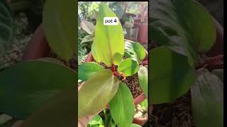 Update Philodendron Prince of Orange amp Red Cardinal NodeStem propagation plantpropagation [upl. by Aivekahs]