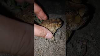 Toad 🐸 catching fun toad frog comedyvideos funny funnyshorts shortsfeed shorts [upl. by Lewan234]