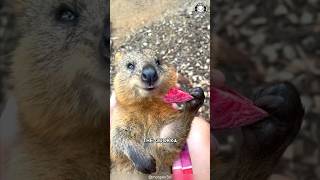 Quokka 🦘 The Happiest Animal on Earth [upl. by Lleraj650]