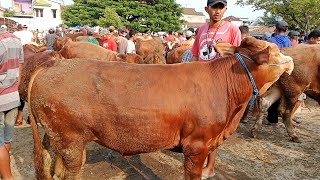 Masih Sepi‼️Sapi Jantan  Harga Pagi ini  Pasar Sapi Warujayeng Nganjuk [upl. by Ivers]